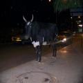 The Holy Cow (bangalore_100_1967.jpg) South India, Indische Halbinsel, Asien